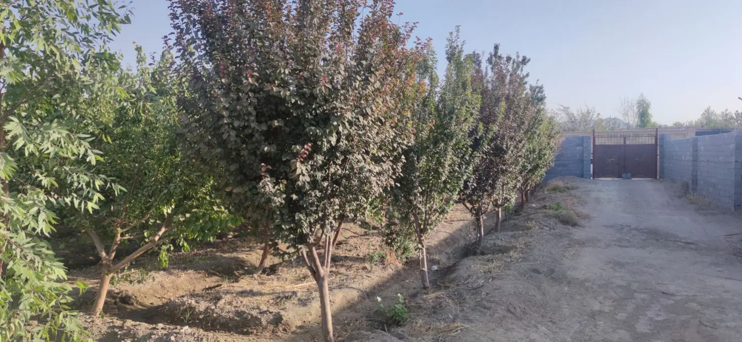 باغ ۱۰۰۰متری در بهترین لوکیشن روستای برکان