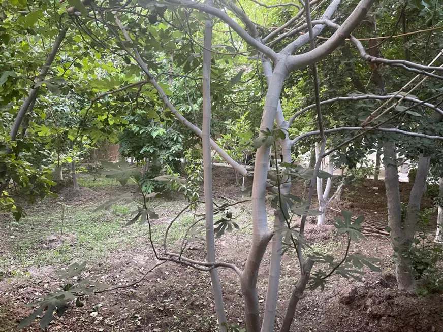 باغ
