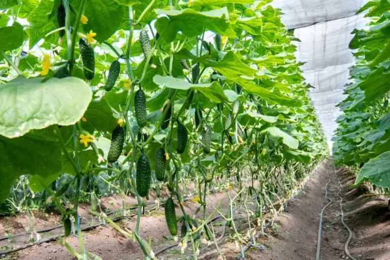 فروش استثنایی گلخانه مدرن و فعال