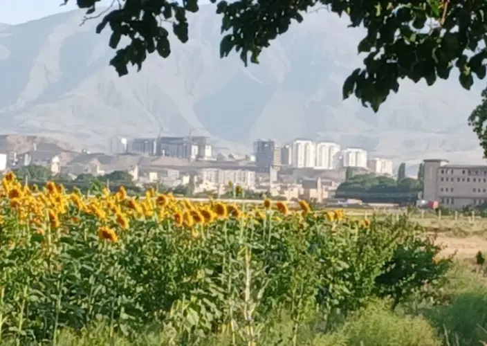 زمین