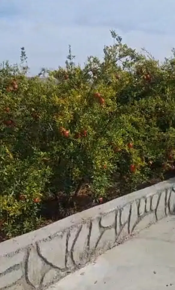 خانه باغ