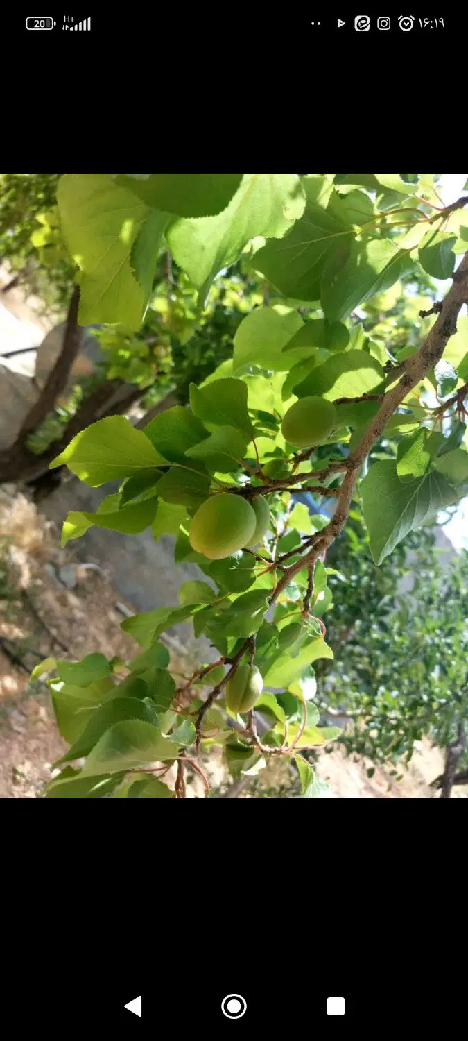 خونه باغ زیبا