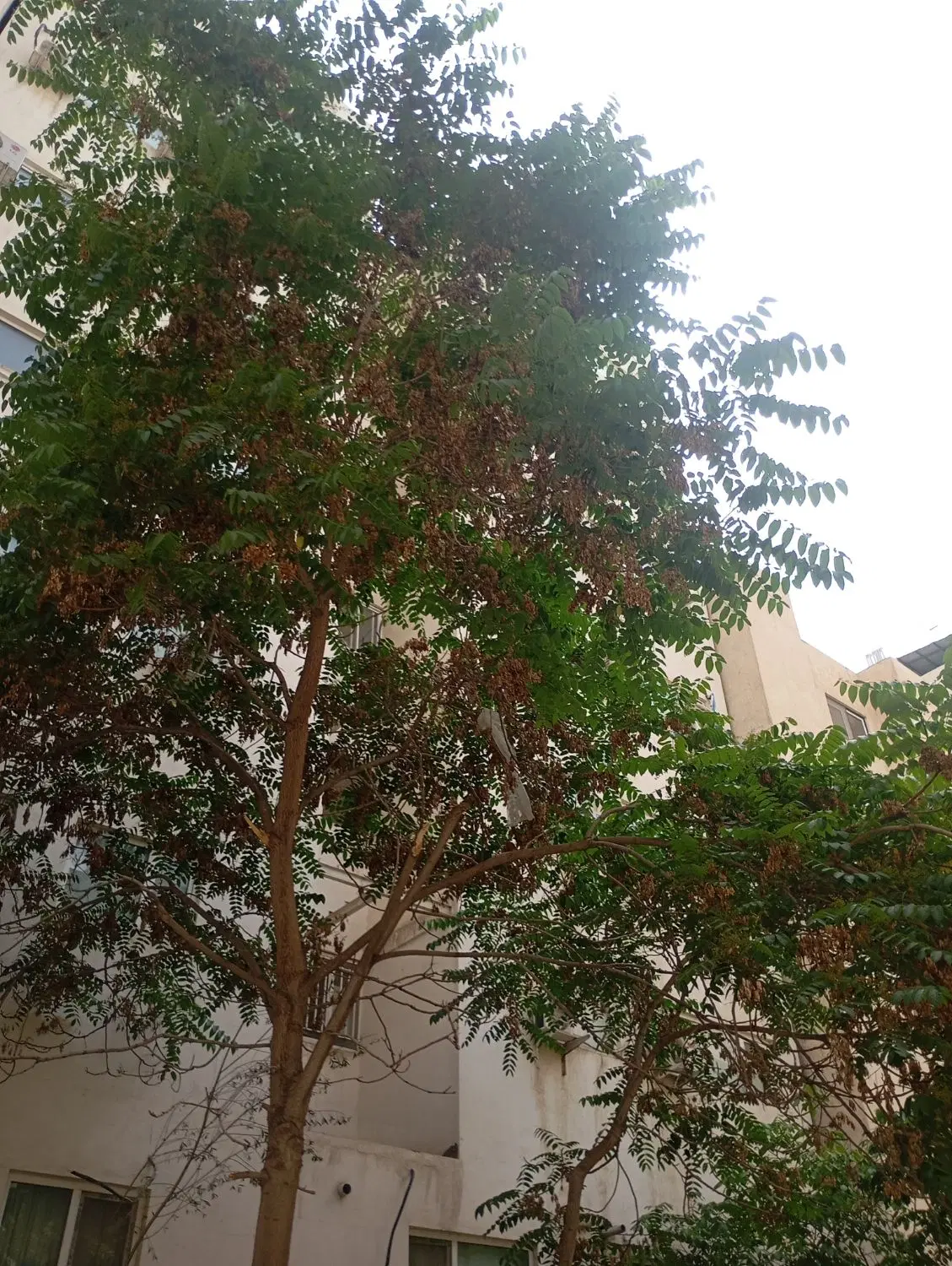 «ویلایی ۲۵۰متری جهت رهن واجاره