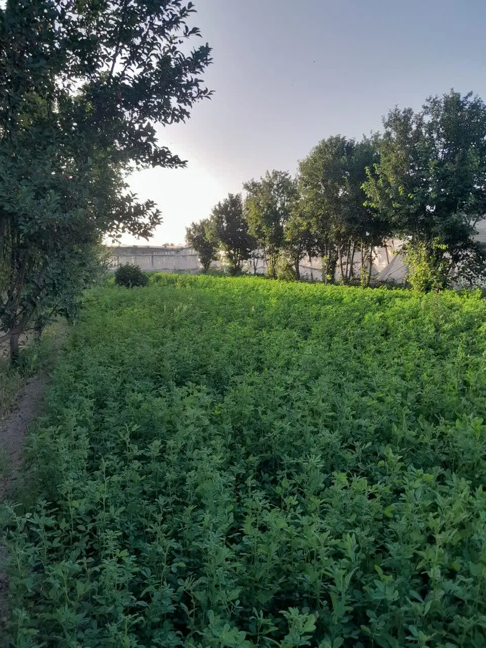 زمین باغی
