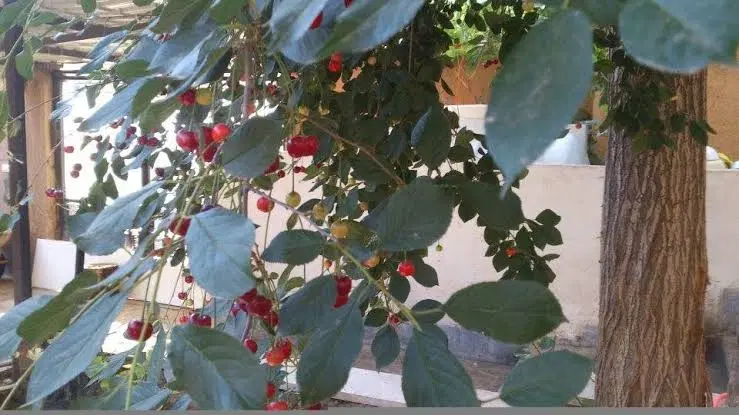 ۲۸ تا ۳۰ خریدته ویلایی دو طبقه بخون