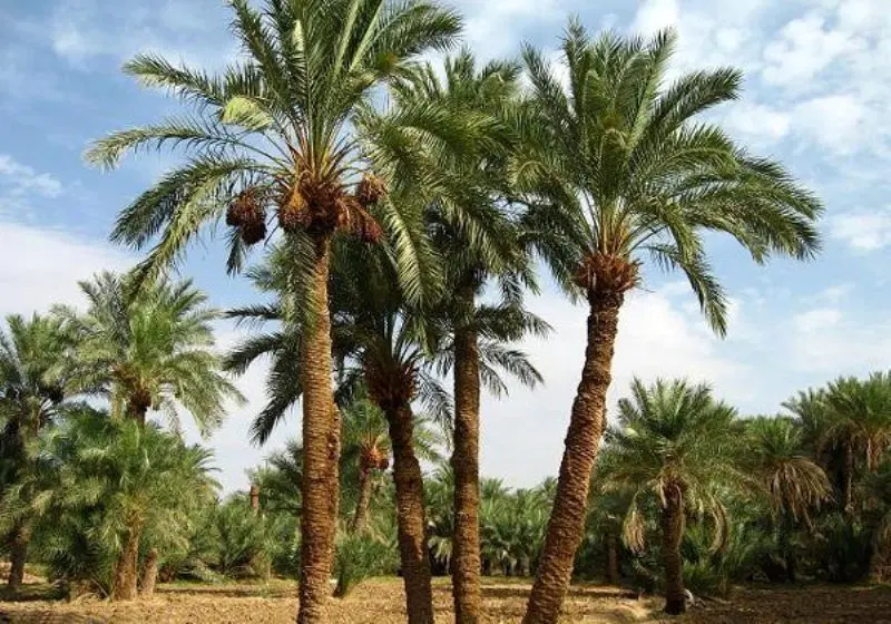 زمین زراعتی نخلستان