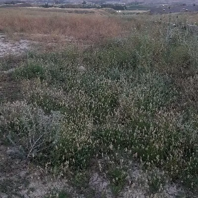 زمین مسکونی