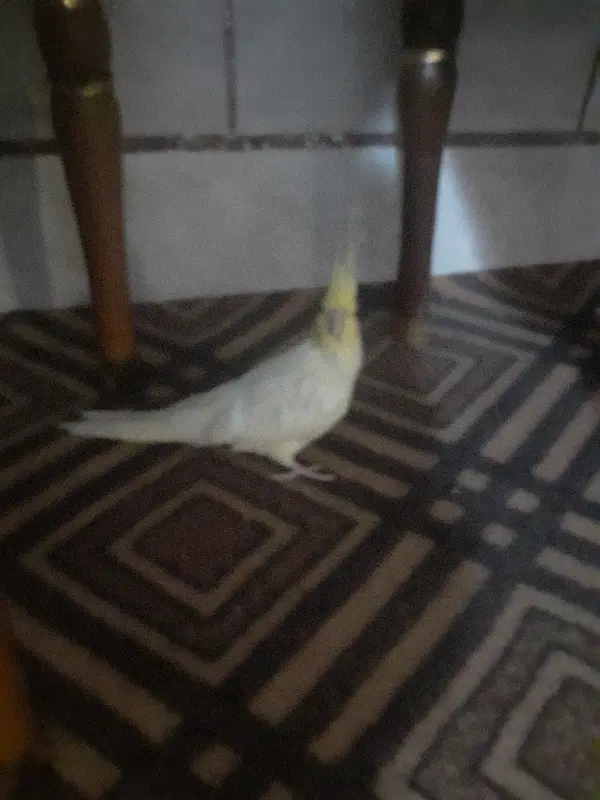 گوسفند