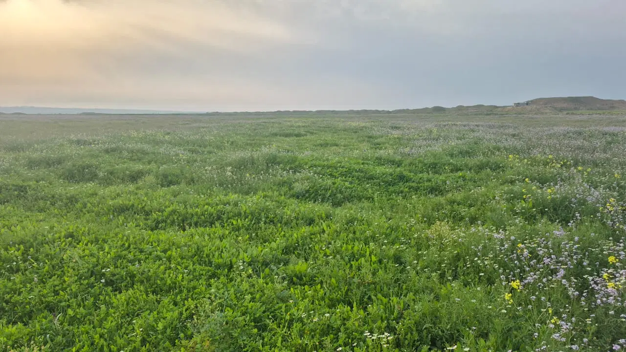 زمین باغی چاهبردی