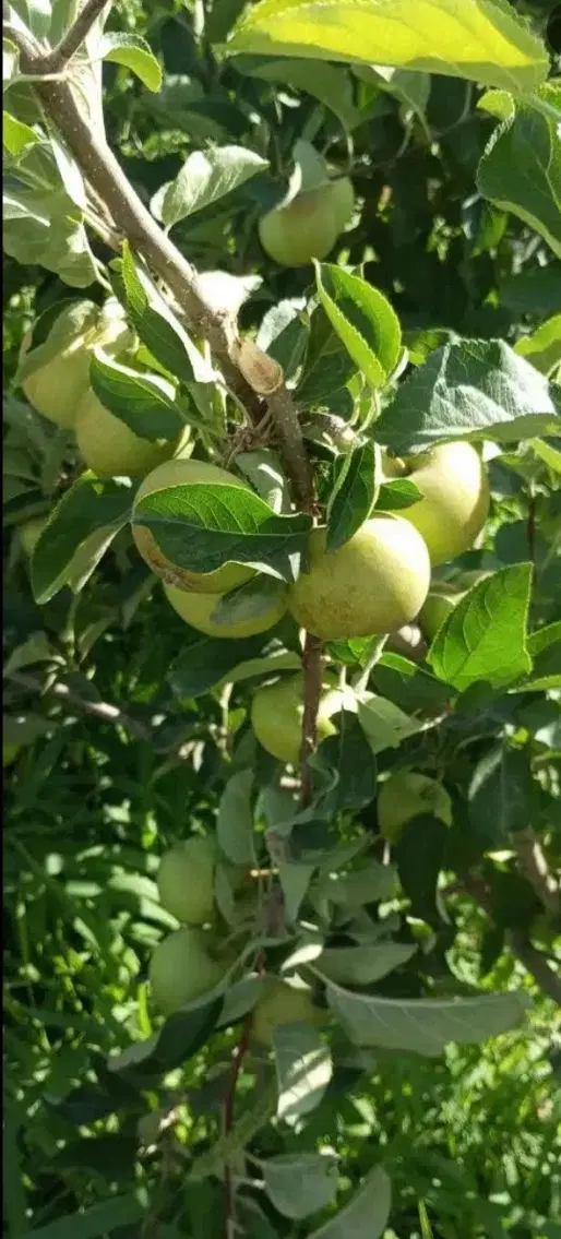 باغ و زمین باغی