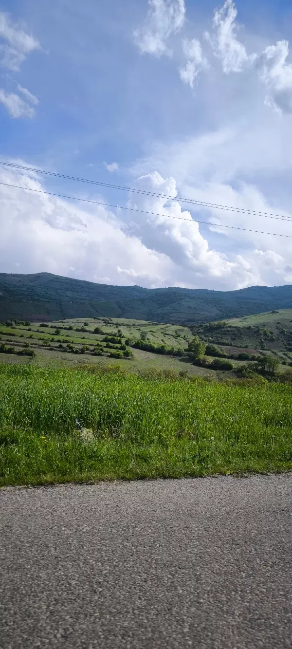 اجاره زمین گندم برای سیر