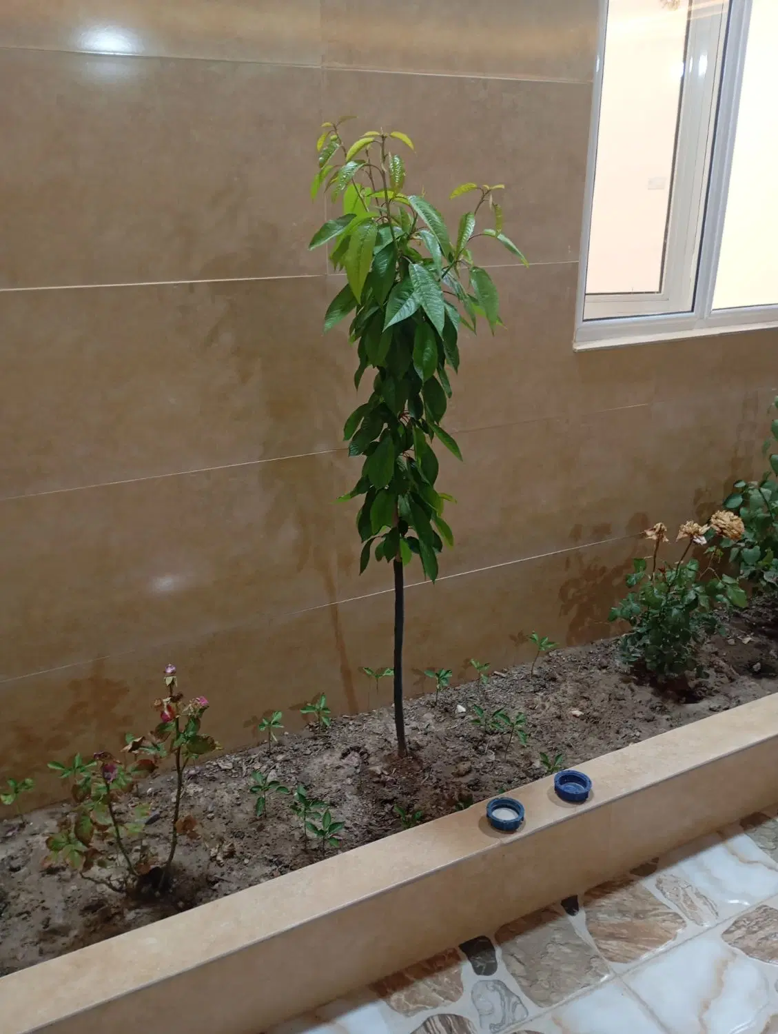 حیاط دراردکلو