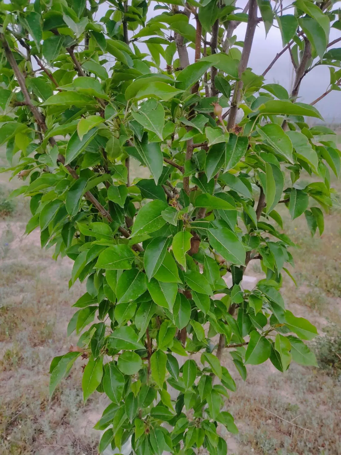 زمین باغ