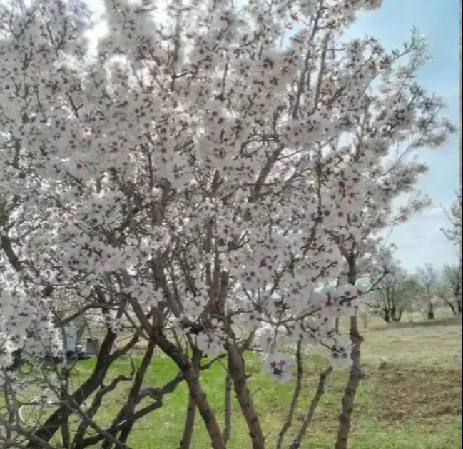 باغ یک هکتاری در اطراف زنجان
