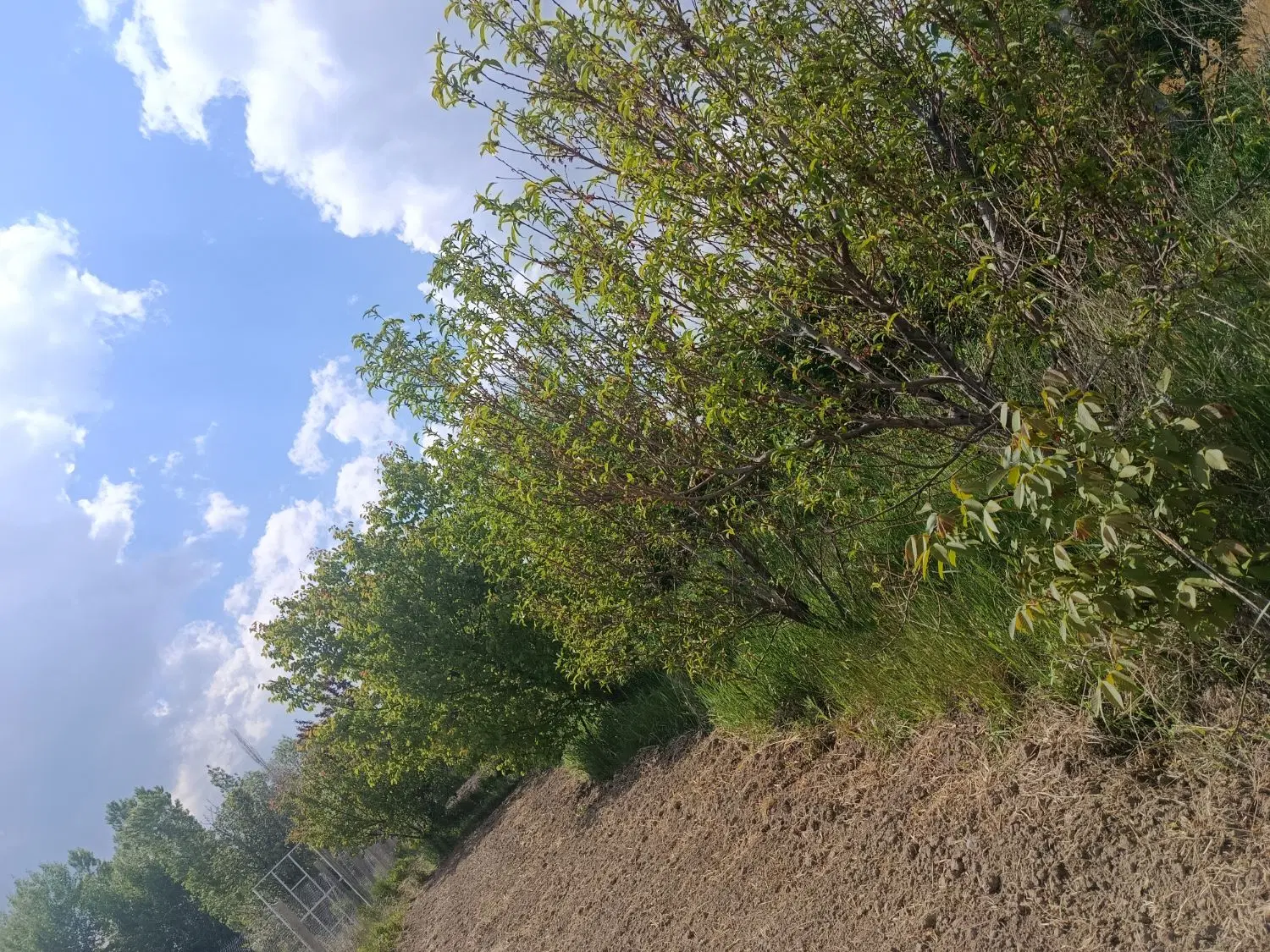 باغچه