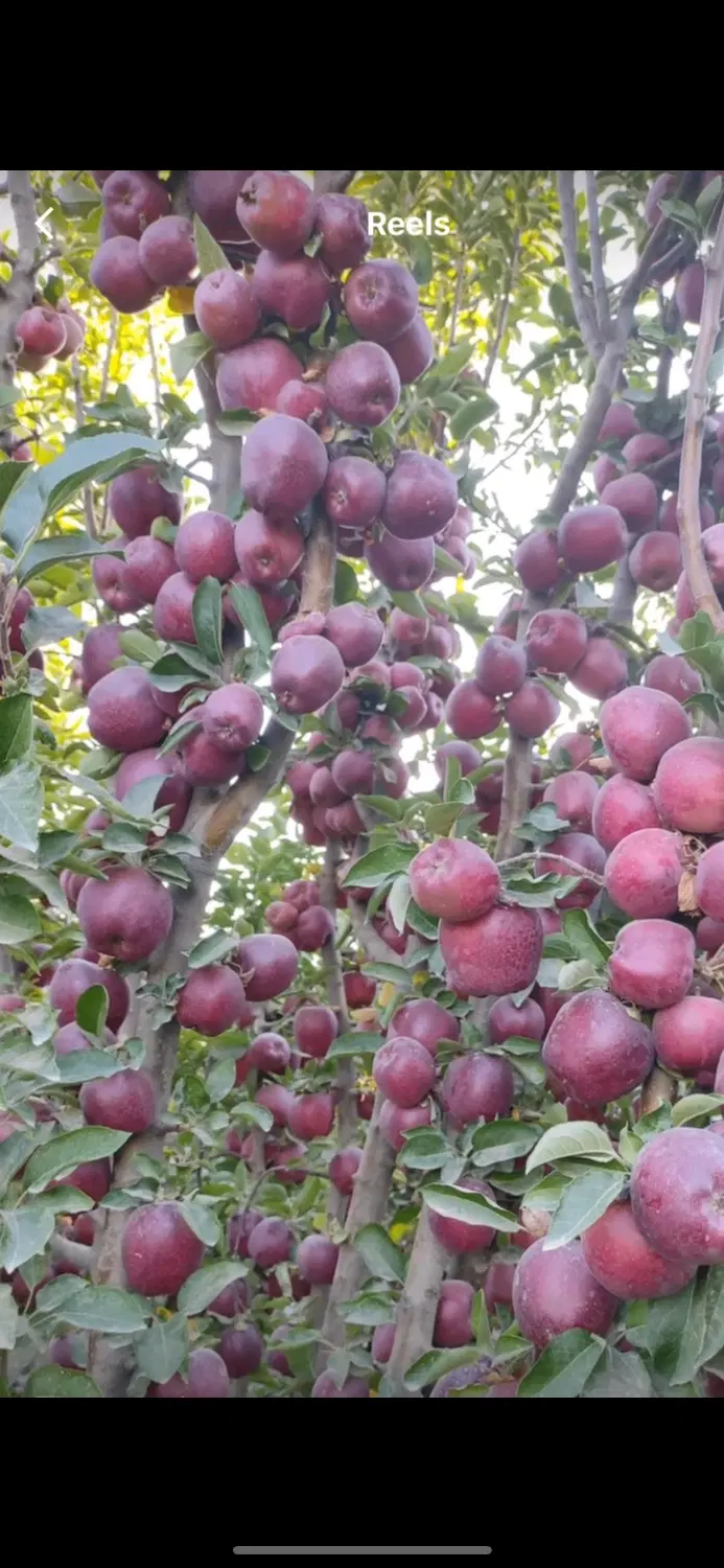 ۵۰۰۰ متر باغ سیب