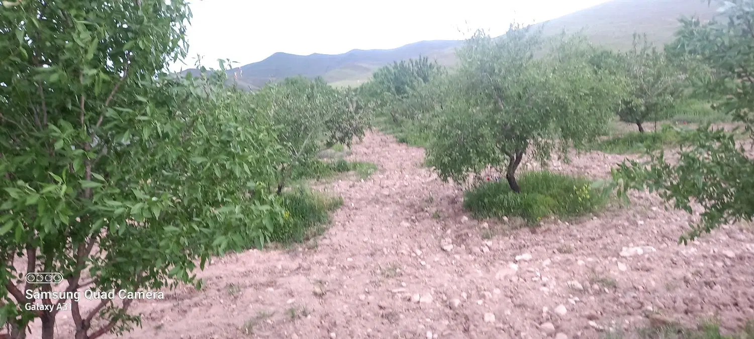 فروش باغ بادام