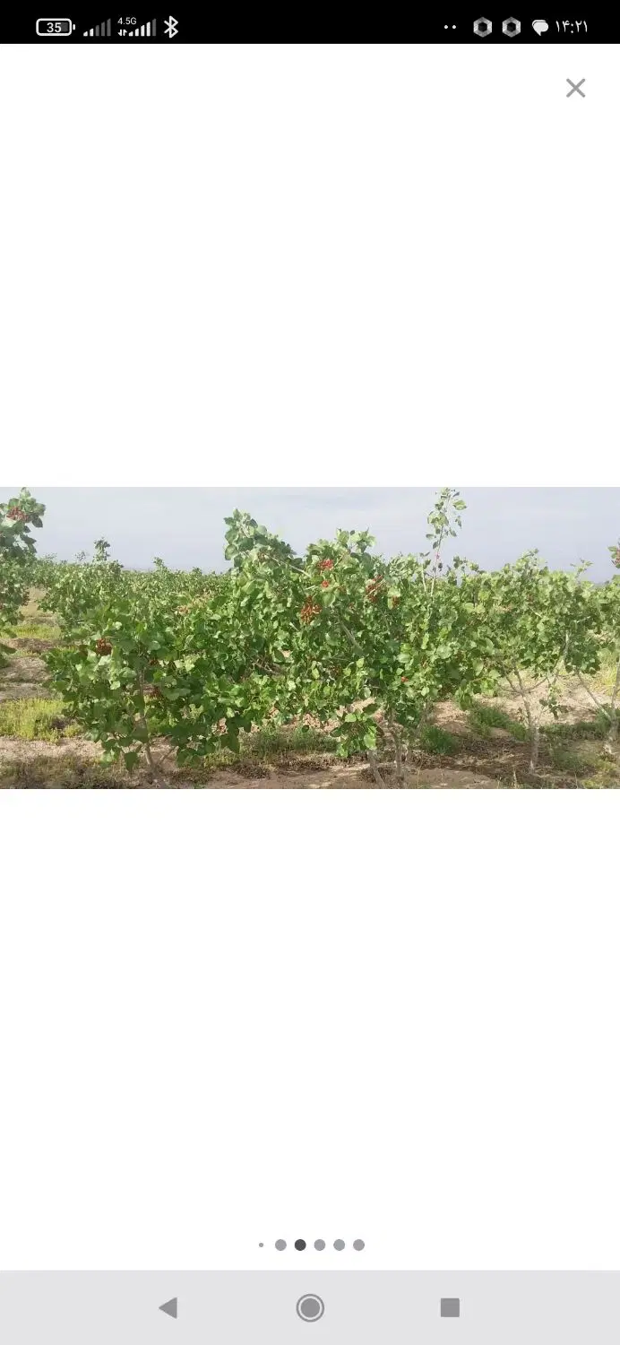 زمین کشاورزی
