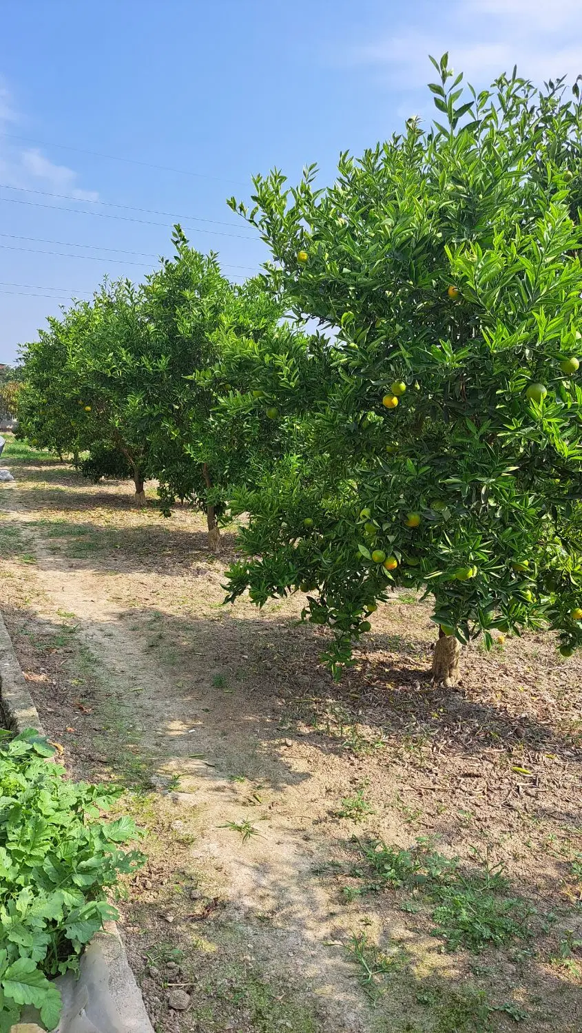 معاوضه آپارتمان تهران  با زمین باغی .مسکونی