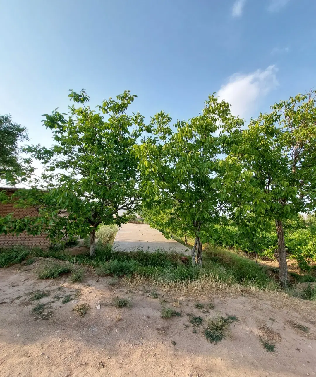 باغ انگور در روستای نوده چناران