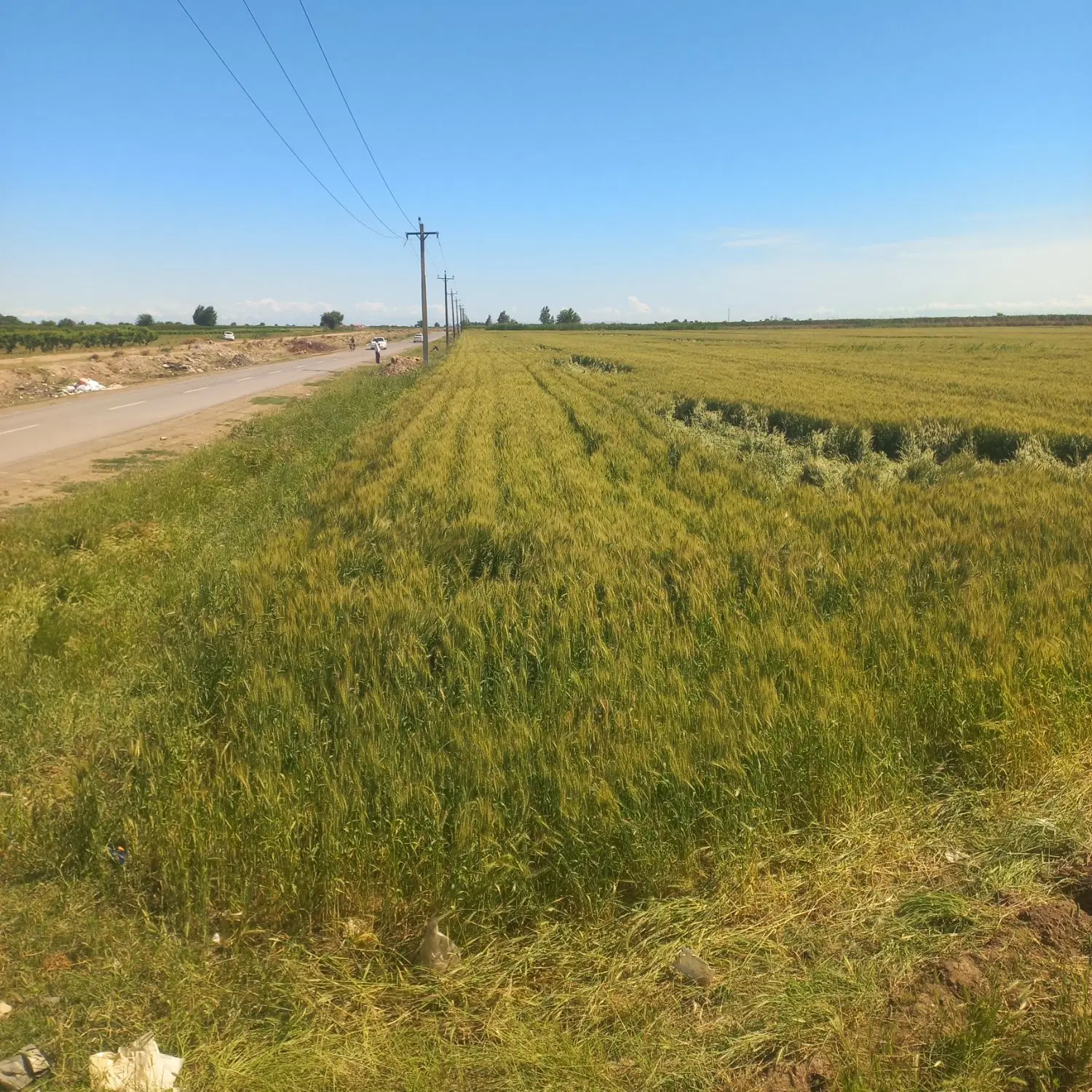 زمین مرغوب در موقعیت مناسب اجاره برای سیر