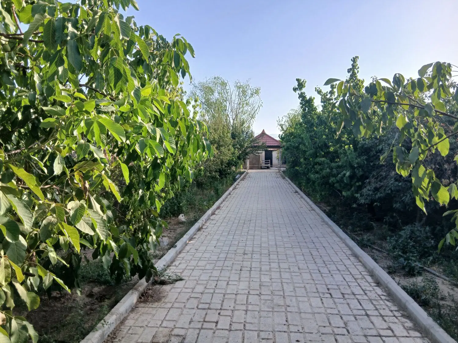 باغ