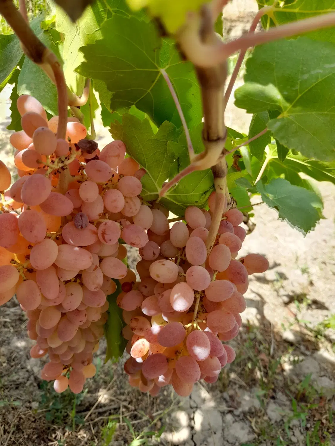 اجاره باغ انگور