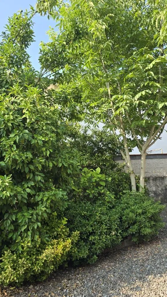 ۱۰۰۰ متر کلنگی دونبش دروس وارسته
