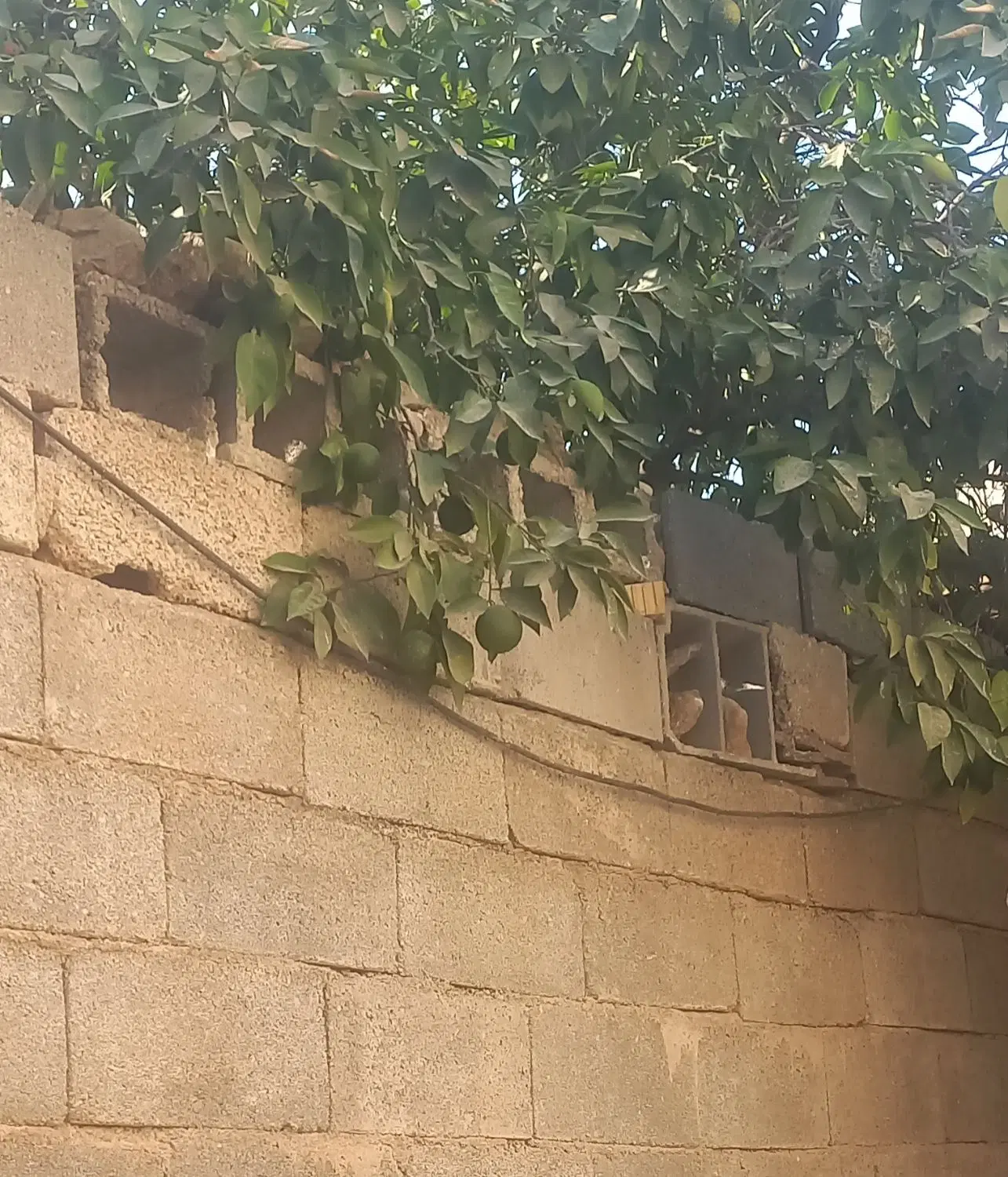 اجاره بالاخونه درخانه قدیمی بدون ودیعه