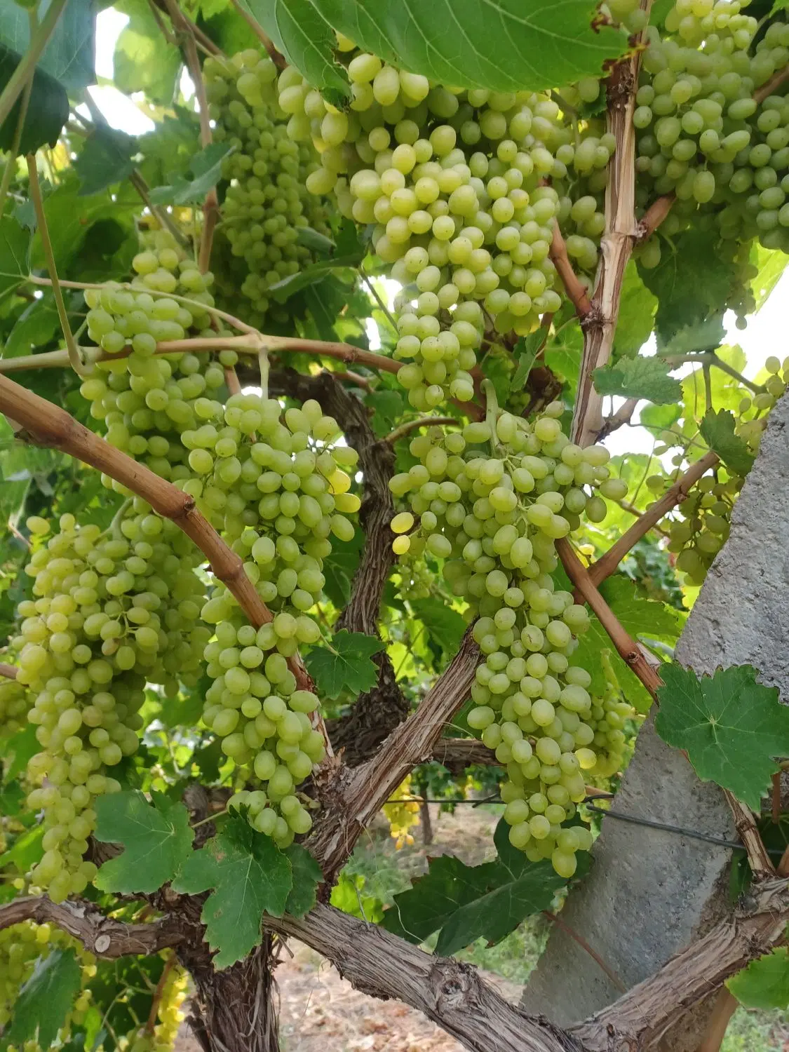 اجاره باغ انگور