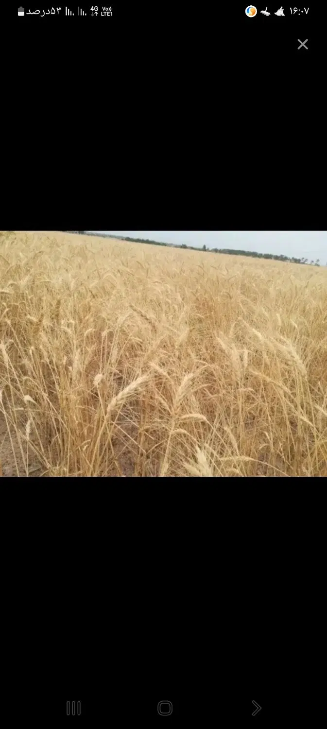 زمین کشاورزی