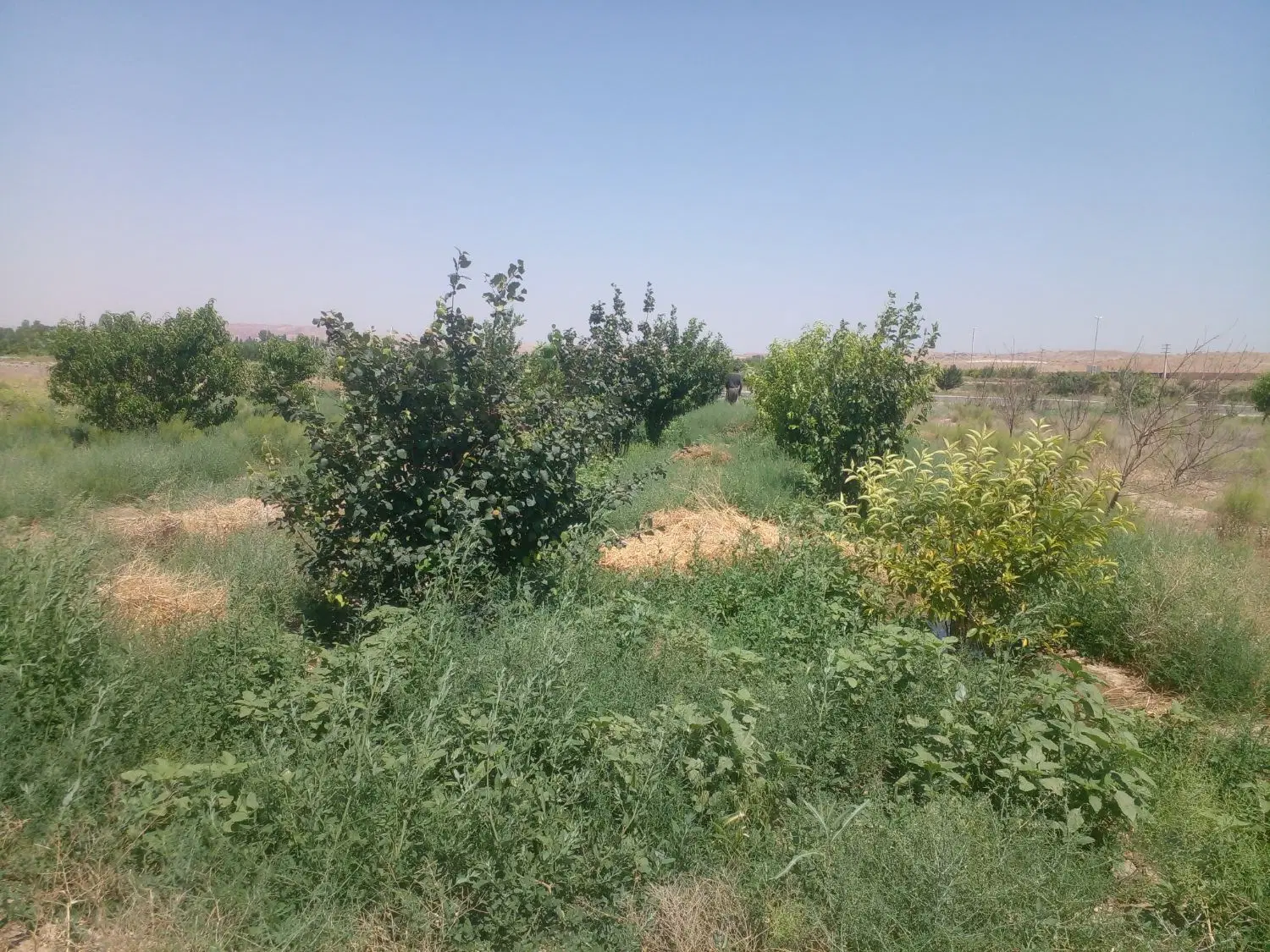 باغچه بلوار هوا فضا ۷۵۰متر