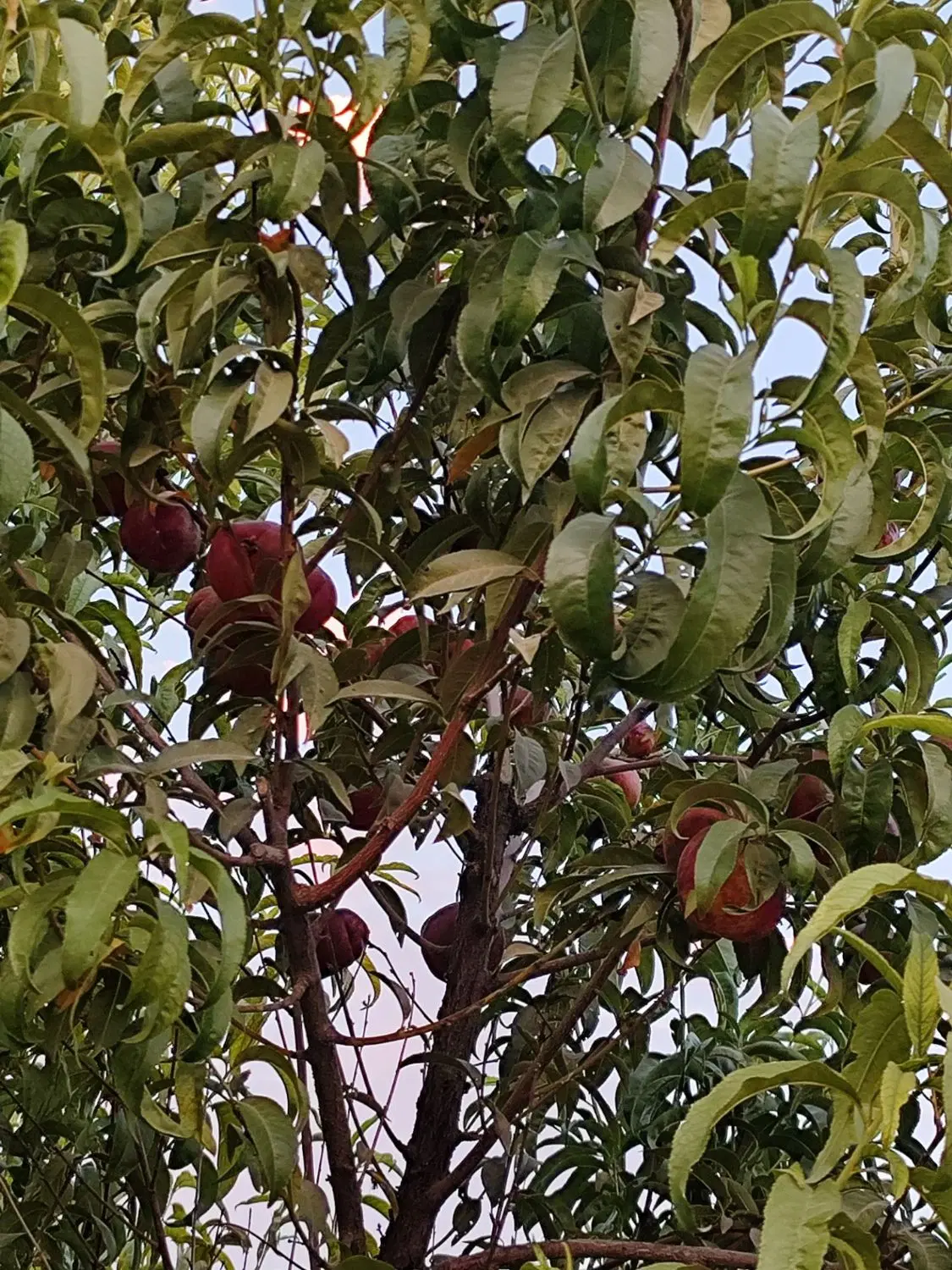 باغ جاده کهریز الهیه