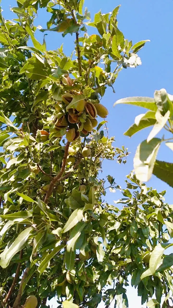 یک هکتار زمین باغی سنددار