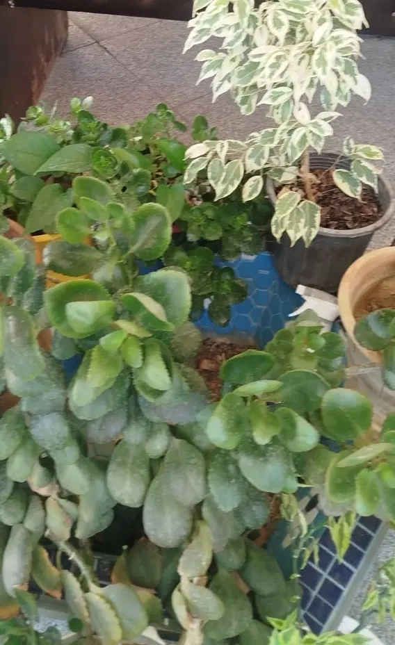 فضای سبز شهرداری