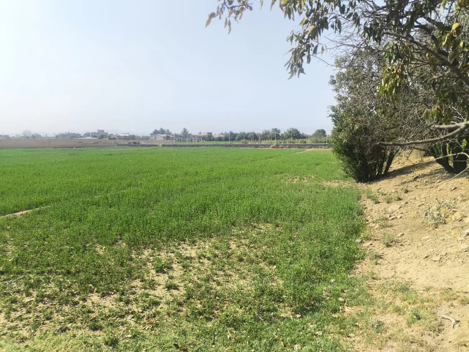 زمین کشاورزی سعید آباد