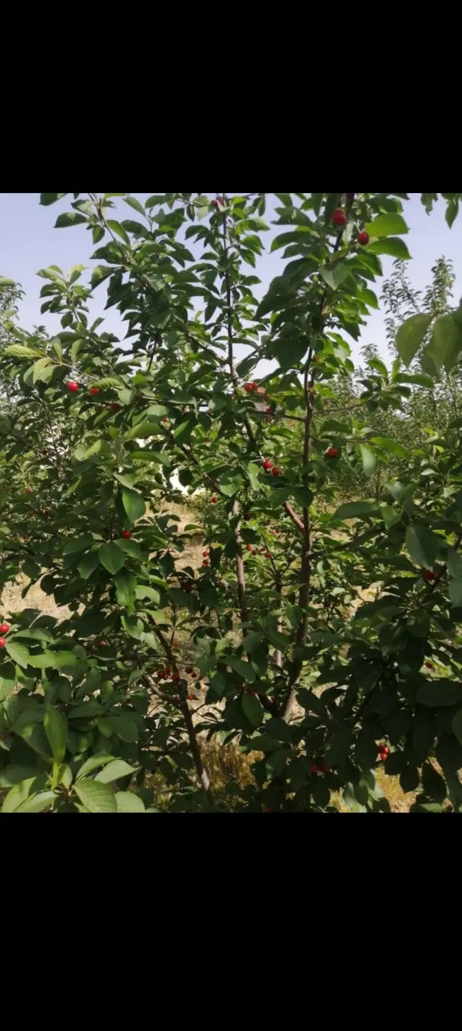باغچه چهاردیواری امتیازکنتوربرق ،آب ،گاز ، چهارباغ