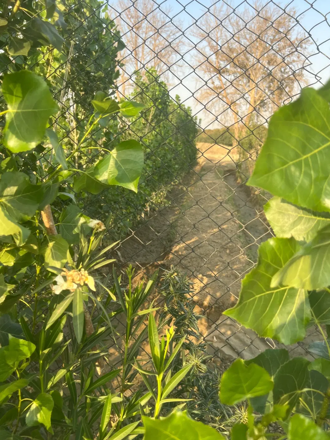 باغچه ۸۰۰ متر