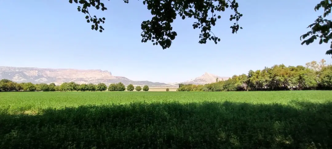 زمین مسکونی ۲۸۸ متر سند ثبت
