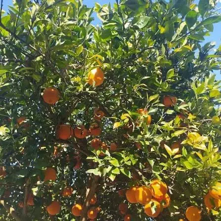 فروش باغ۵۰۰۰متری در موقعیت مناسب ساری۵۰۰اصله درخت