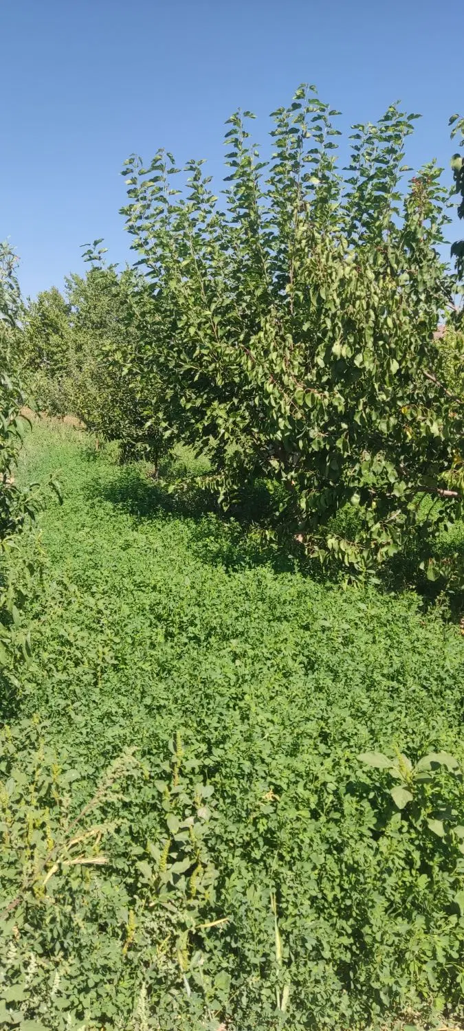باغ  زیبا حصار شده سعید آباد