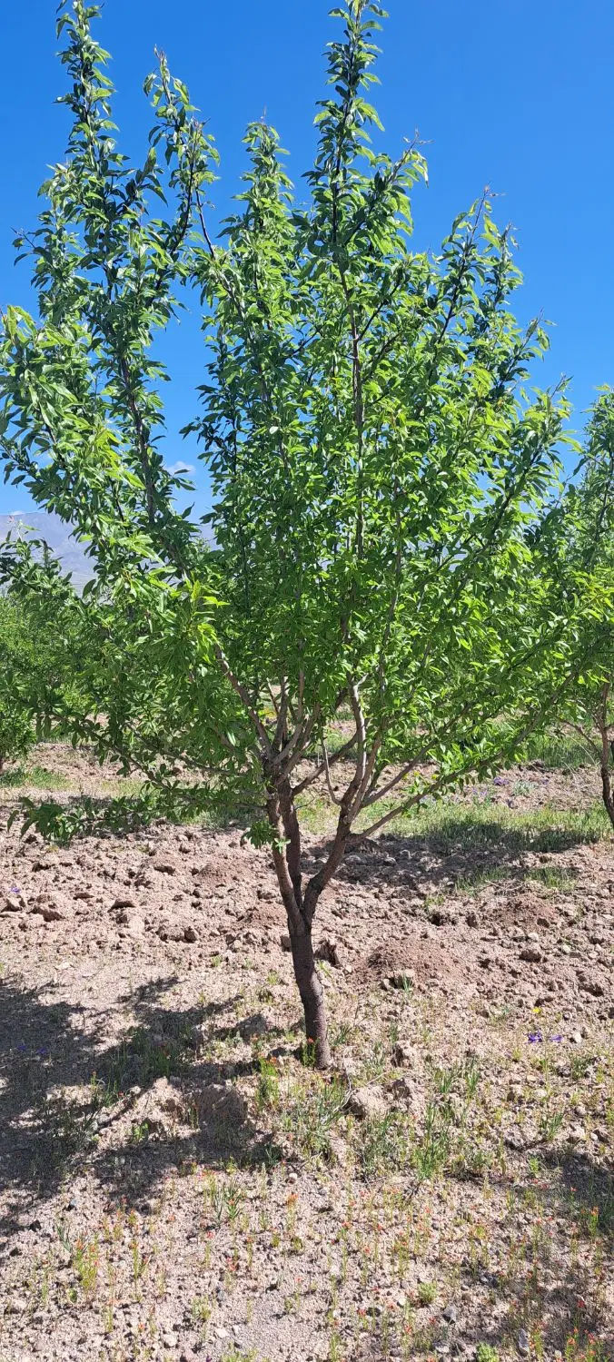باغ بادام دربرابر مرند