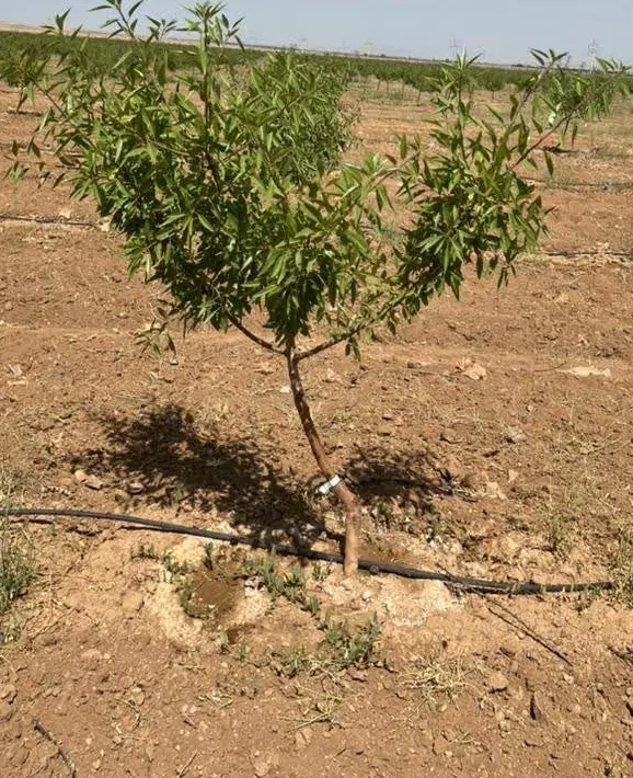 زمین کشاورزی 1000 متر