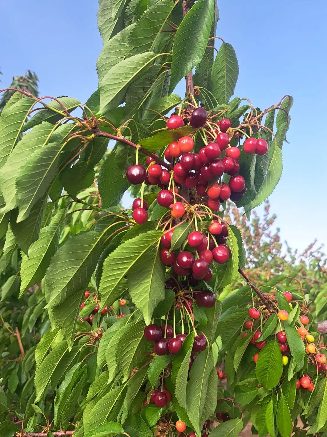 باغ ابعاد کوچک درروستای شوراب صغیر