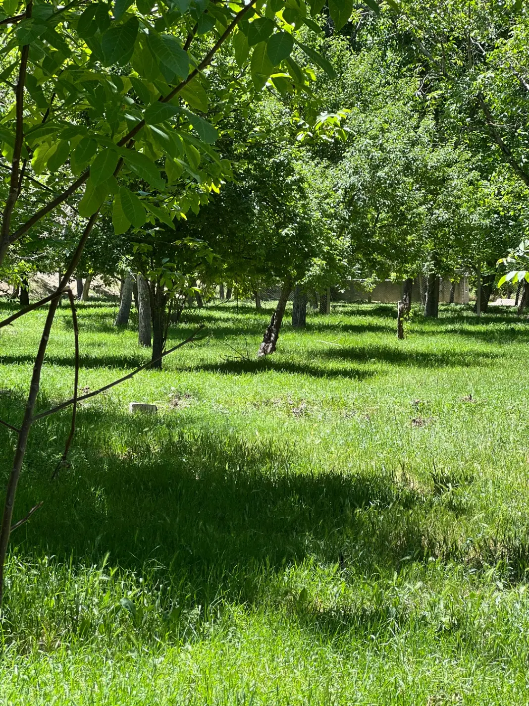 باغ ویلا