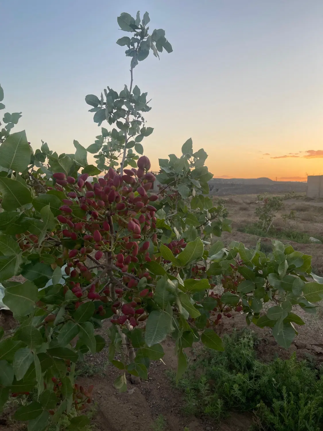 باغ باغچه زمین خالی دارای پسته ۵۰۰.۱۰۰۰متر به بالا