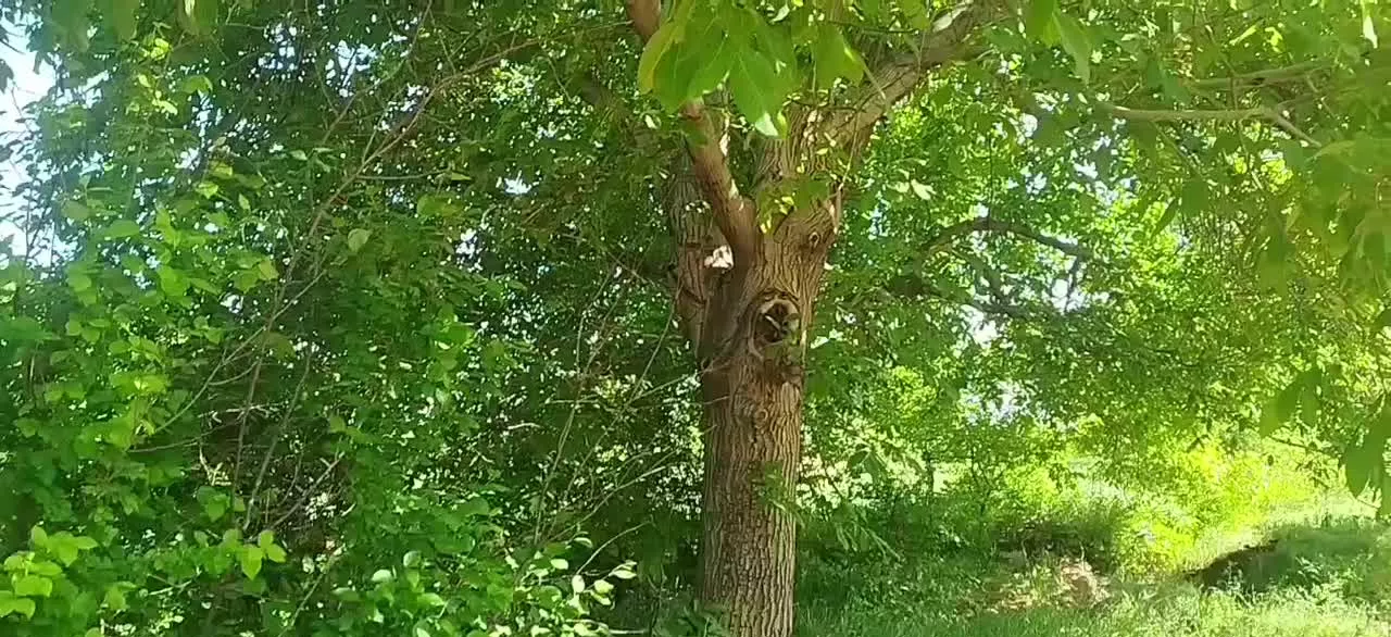 زمین کشاورزی سرسبز و آباد