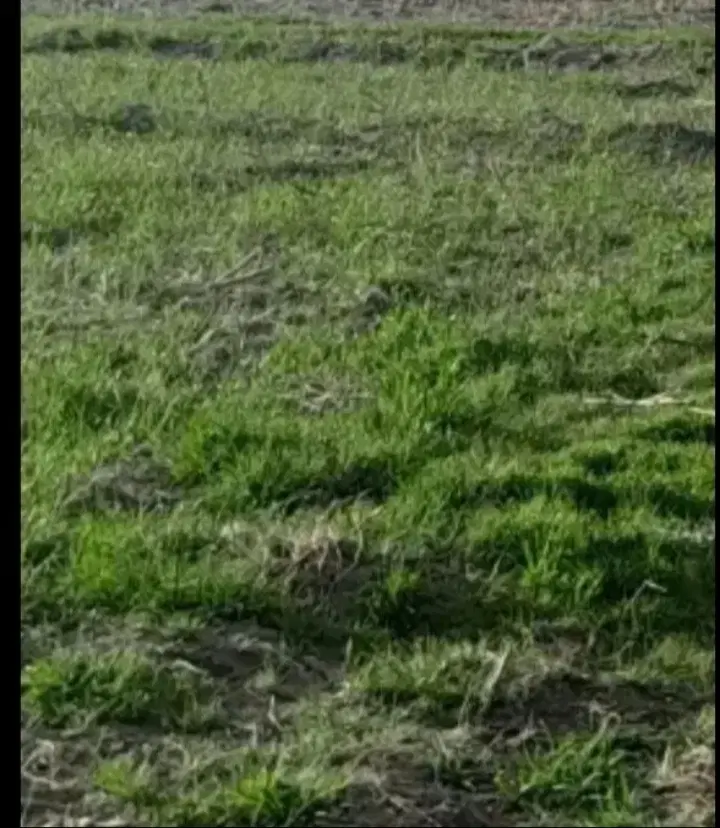 زمین کشاورزی