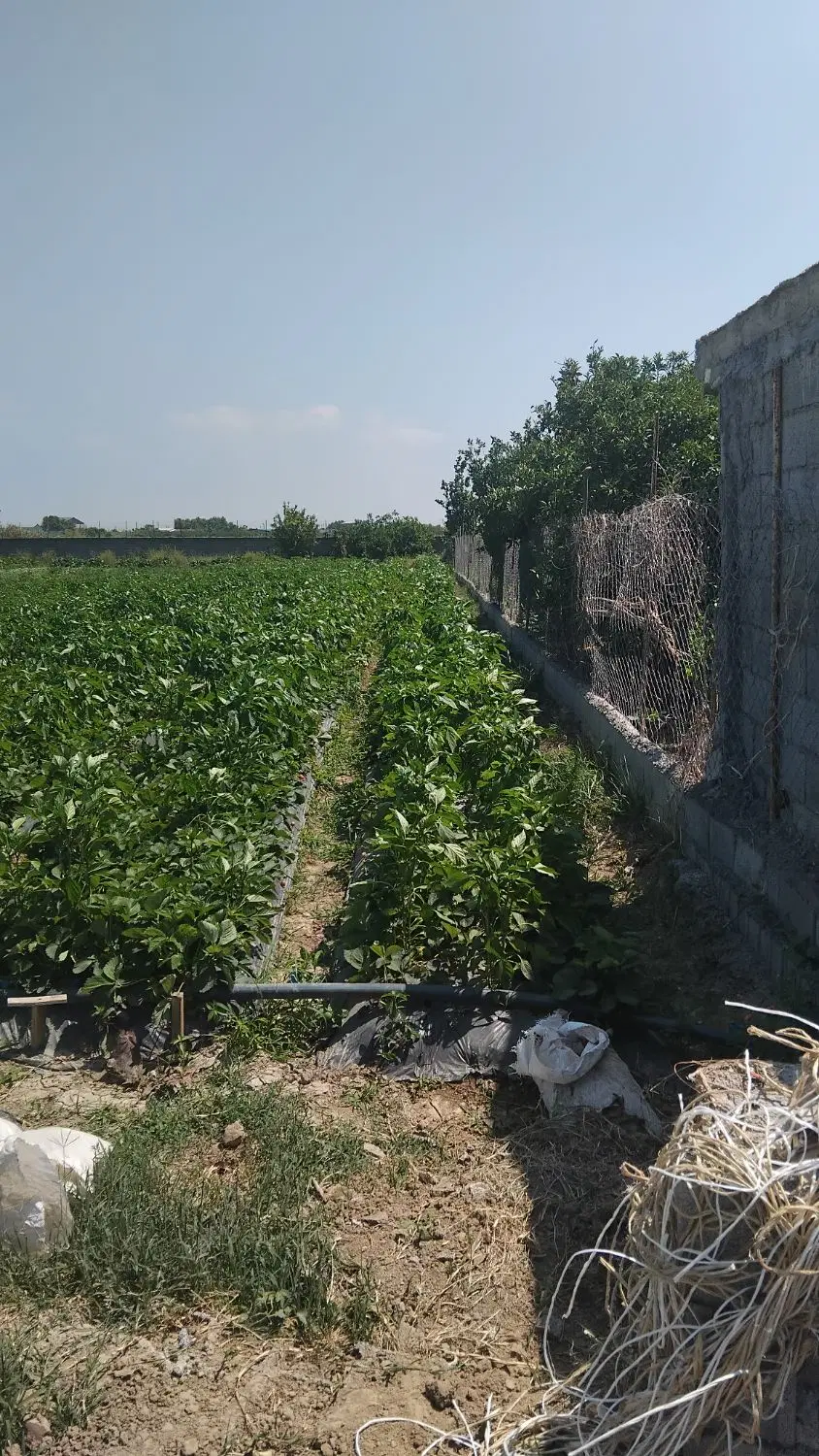 فروش زمین باغی