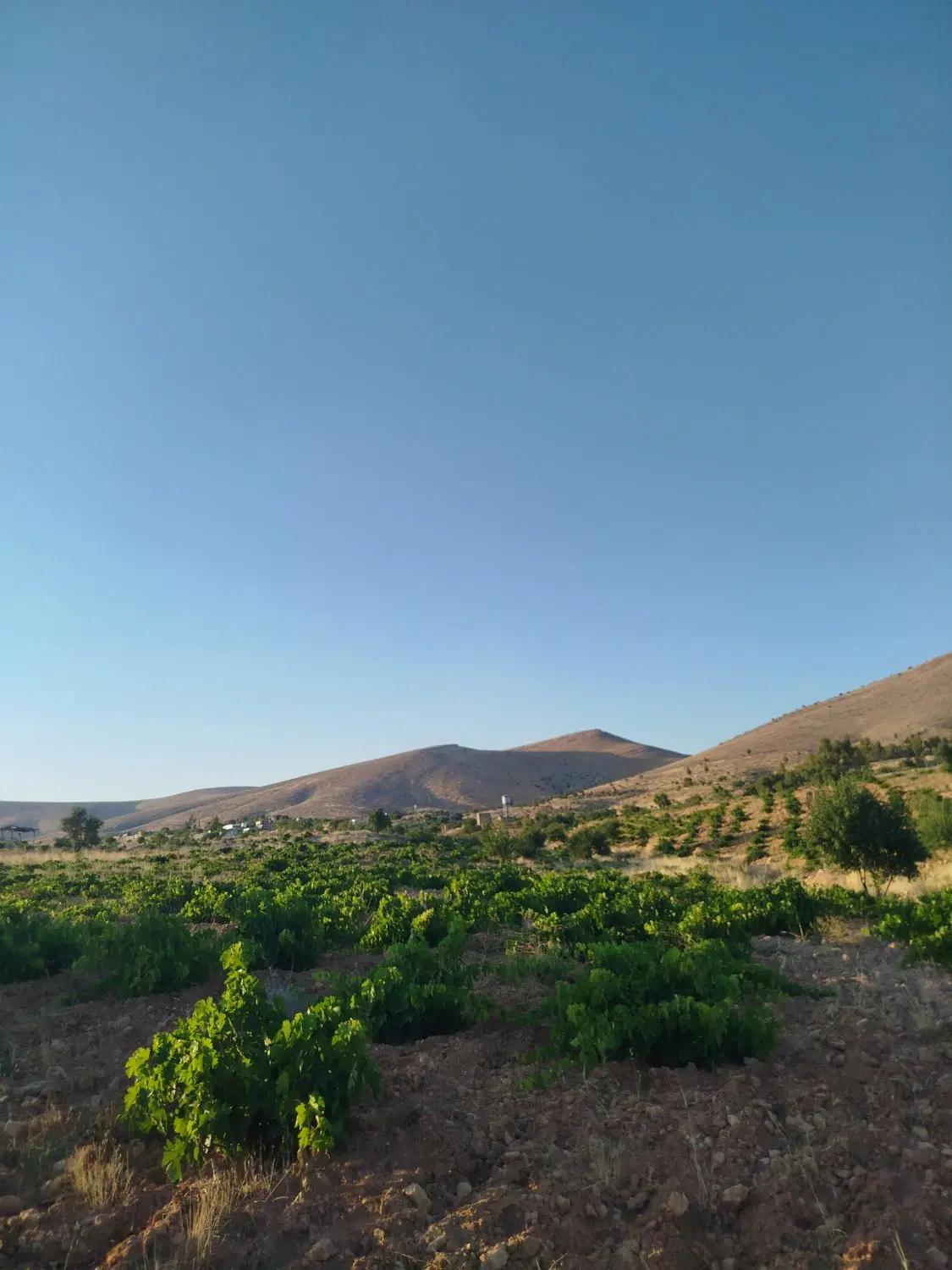 باغ انگور